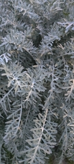 Constancea nevinii