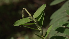 Phoebis philea