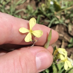 Brassiceae