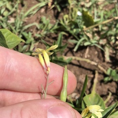 Brassiceae