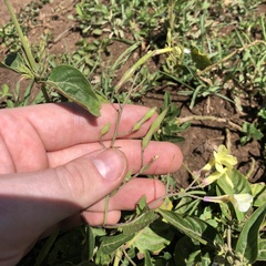 Brassiceae