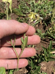 Brassiceae