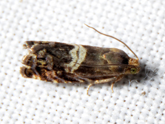 Grapholita fana