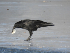 Corvus corone