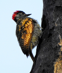 Campethera punctuligera
