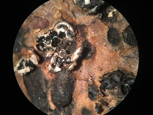 Representative image of Cryptovalsa