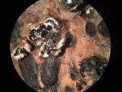 Cryptovalsa prominens