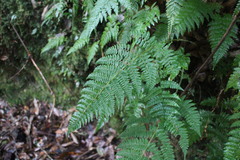 Acystopteris tenuisecta