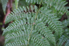 Acystopteris tenuisecta