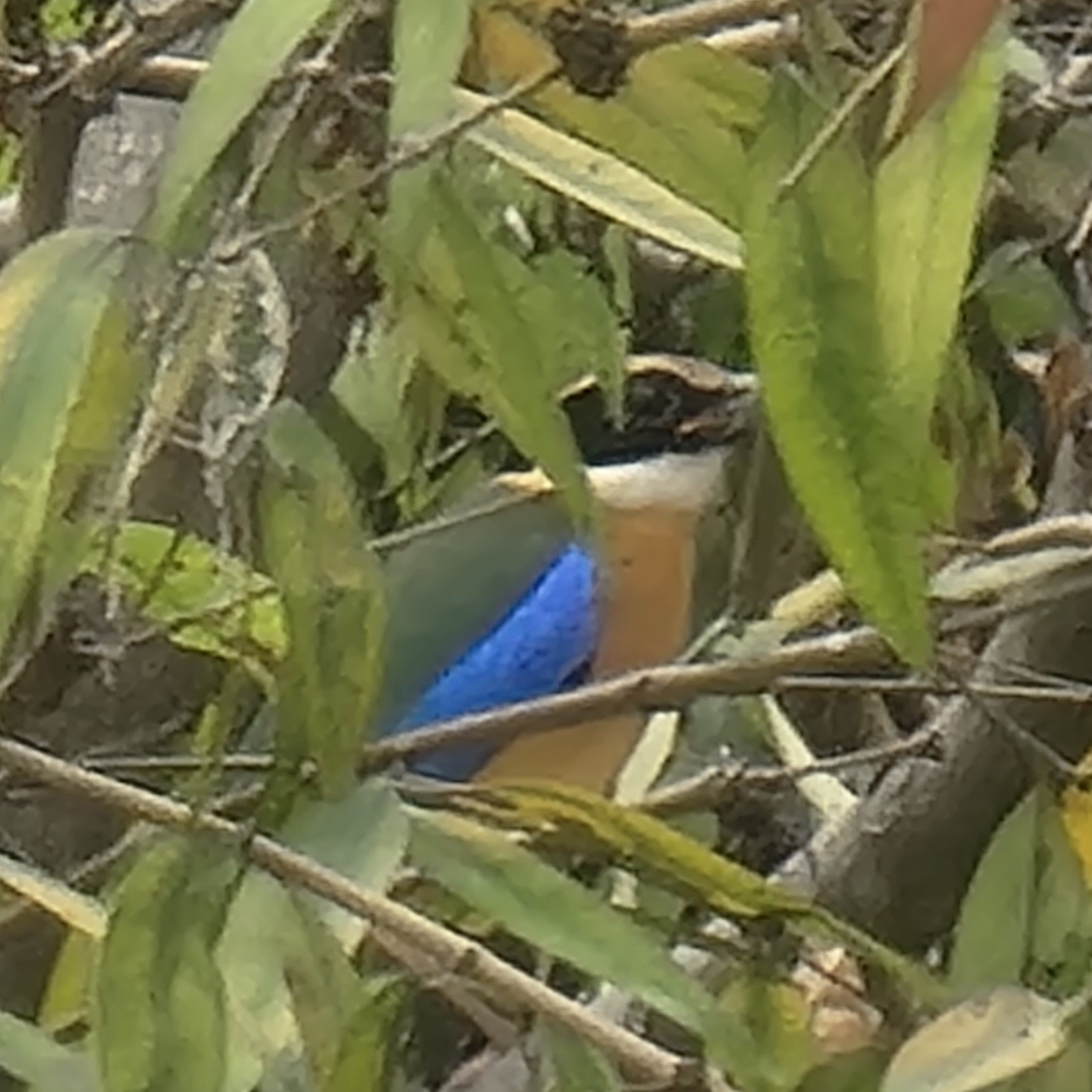 Blue-winged Pitta