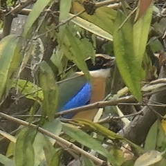 Pitta moluccensis