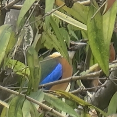 Pitta moluccensis