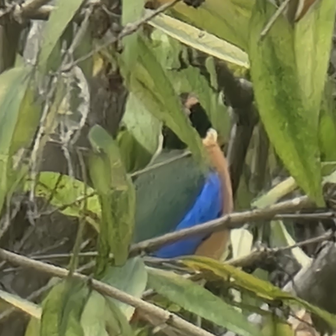 Blue-winged Pitta