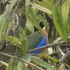 Pitta moluccensis