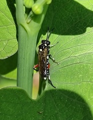 Macrophya punctumalbum