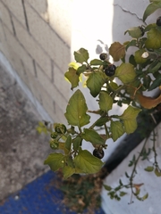 Solanum americanum