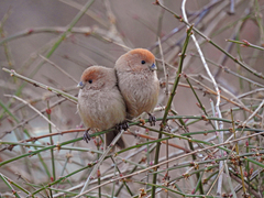 Sinosuthora webbiana