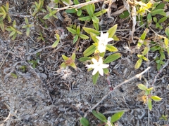 Richardia grandiflora
