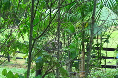 Struthioniformes