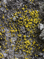 Candelariella reflexa