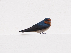 Hirundo tahitica