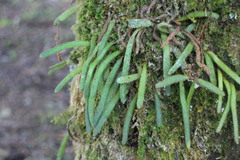 Pyrrosia linearifolia