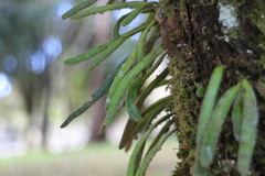 Pyrrosia linearifolia