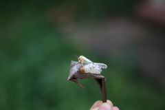 Lepidoptera