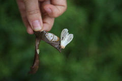 Lepidoptera