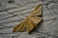 Belonoptera phyllula