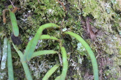 Pyrrosia linearifolia