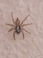 Menemerus