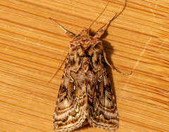Autographa mappa