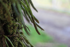 Pyrrosia linearifolia