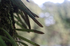 Pyrrosia linearifolia