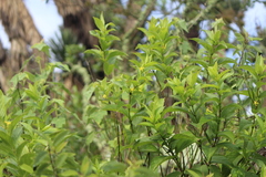 Mandevilla foliosa