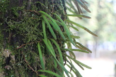 Pyrrosia linearifolia