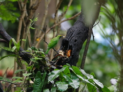 Chloropsis aurifrons