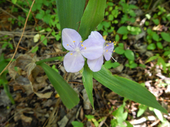 Tradescantia subaspera