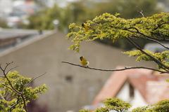 Spinus barbatus