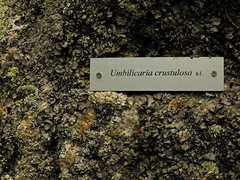 Umbilicaria crustulosa