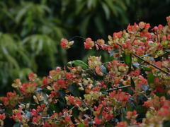 Chloropsis aurifrons