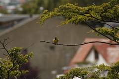 Spinus barbatus