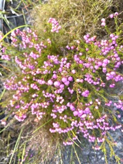 Erica multumbellifera