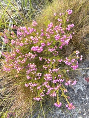 Erica multumbellifera