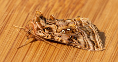 Autographa mappa