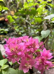 Bougainvillea
