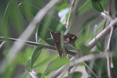 Diaphania fumosalis