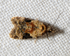 Anopina wrighti