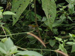 Orthotomus atrogularis